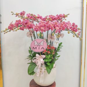 Chậu Hoa Chúc Mừng 036 VIP - Hoa Lan Cần Thơ Thanh Flower