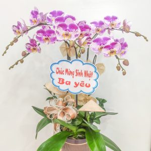 Chậu Hoa Chúc Mừng Sinh Nhật Ba Yêu - Hoa Lan Cần Thơ Thanh Flower